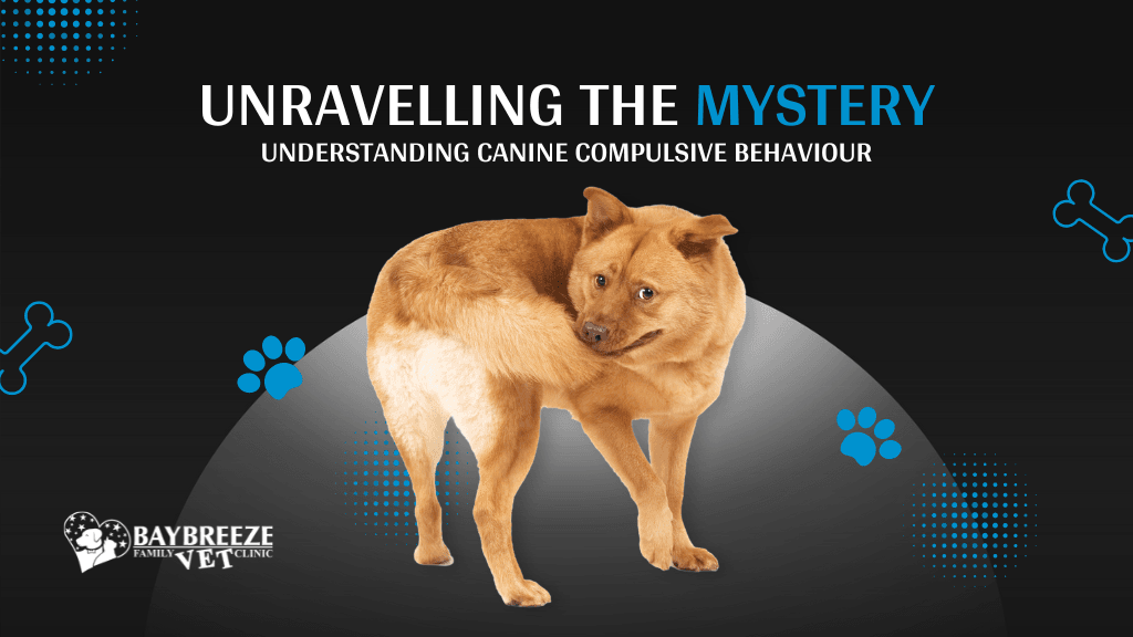 Canine Compulsive Disorder: Recognising and Managing Repetitive Behaviours in Dogs Canine Compulsive Disorder: Recognising and Managing Repetitive Behaviours in Dogs